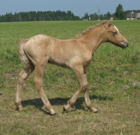 Eesti tugu hobune Voore Aslan