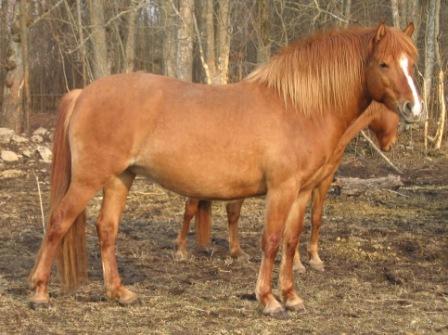 Adeelia 2007